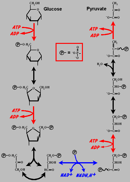 schema2.gif (13533 octets)