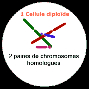 meiosea.gif (89114 octets)
