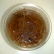 L'infusion de foin