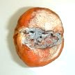 L'orange moisie