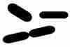 bacille.jpg (897 octets)